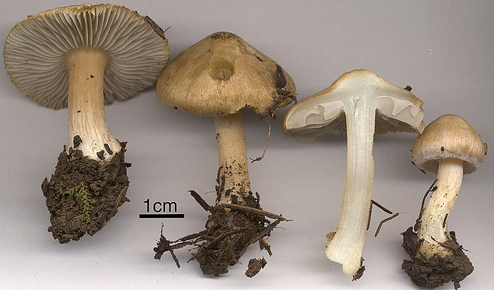 Inocybe queletii